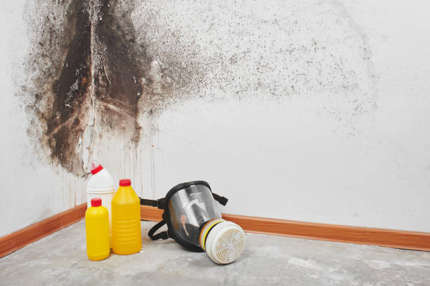 Best Black Mold Removal  in Pelican Rapids, MN