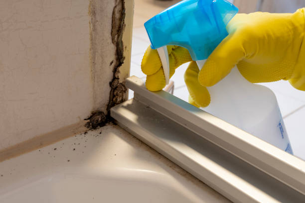 Best Toxic Mold Removal  in Pelican Rapids, MN