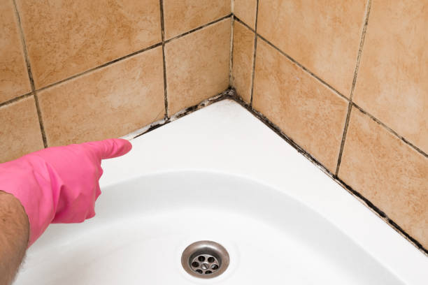 Office Mold Removal Services in Pelican Rapids, MN